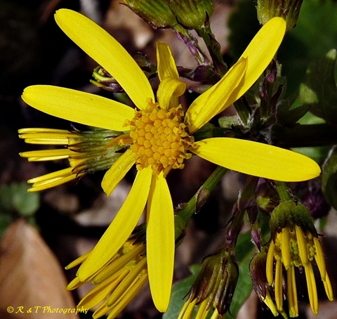 {Packera obovata}